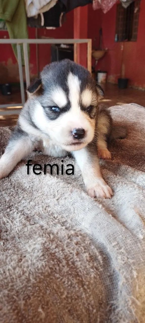 Husky siberiano  - Foto 2