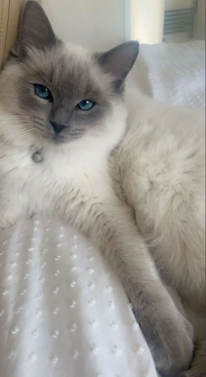 Fêmea de Ragdoll