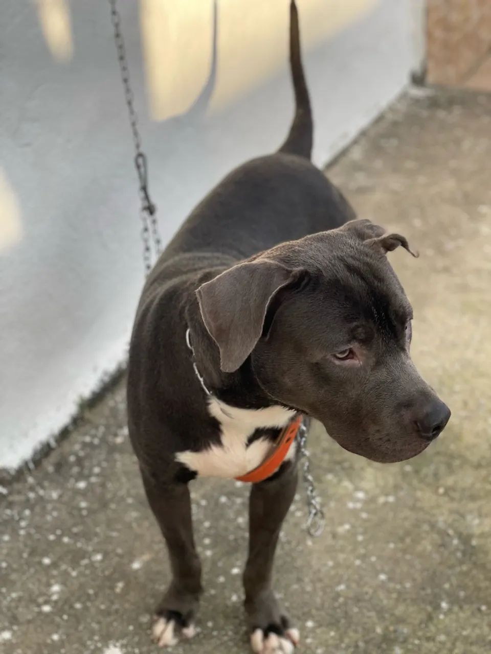 Cachorro Pitbull para doação
