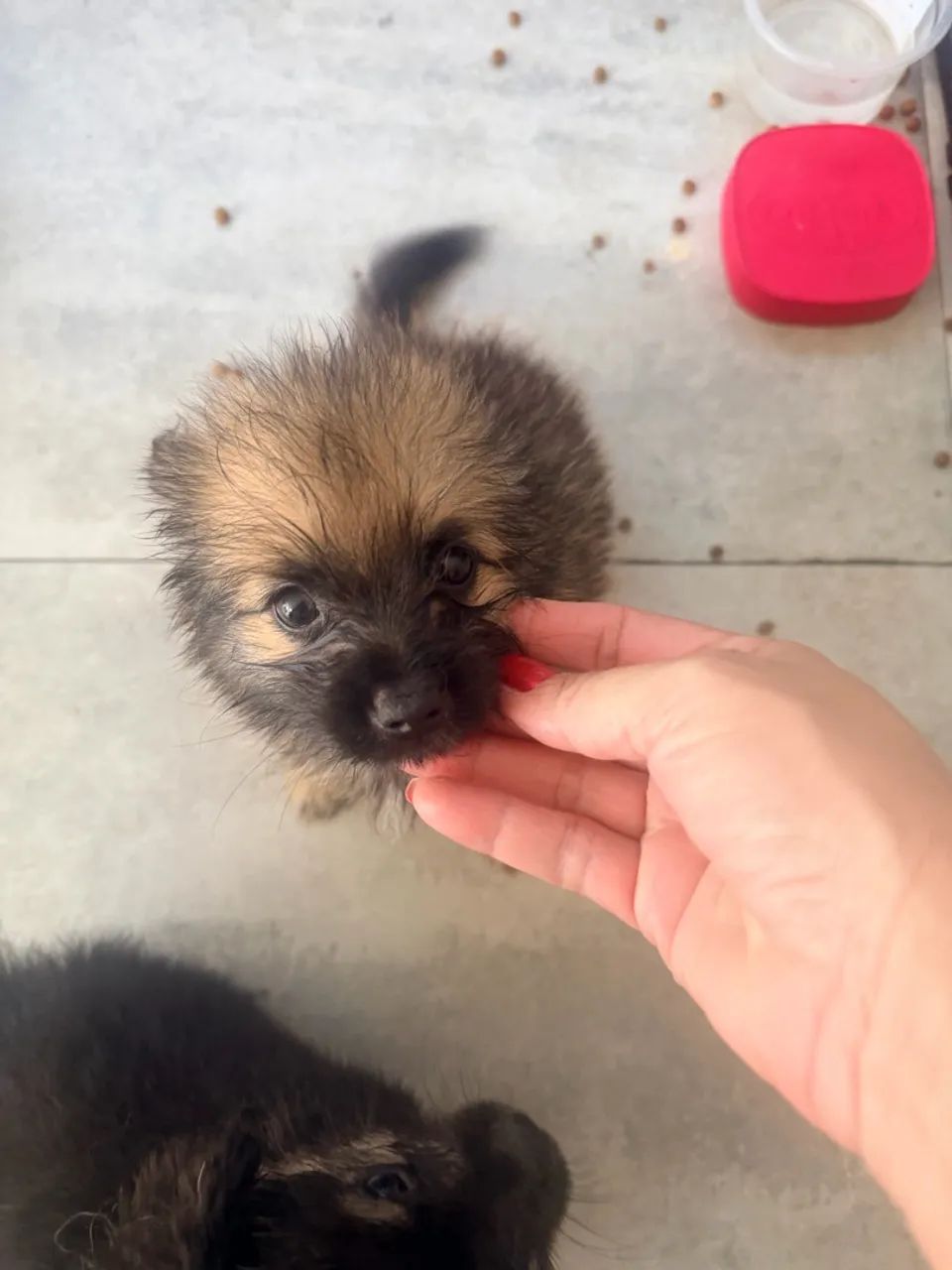 Cachorro - Foto 4