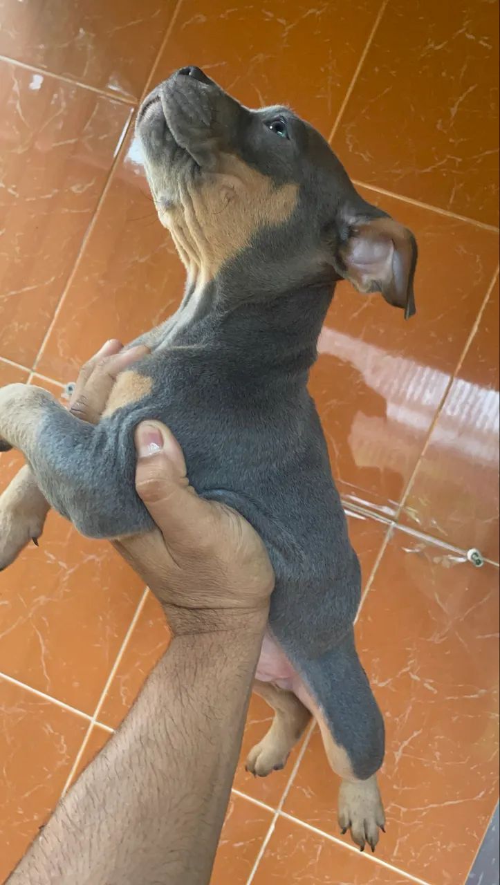 American bully pocket - Foto 2