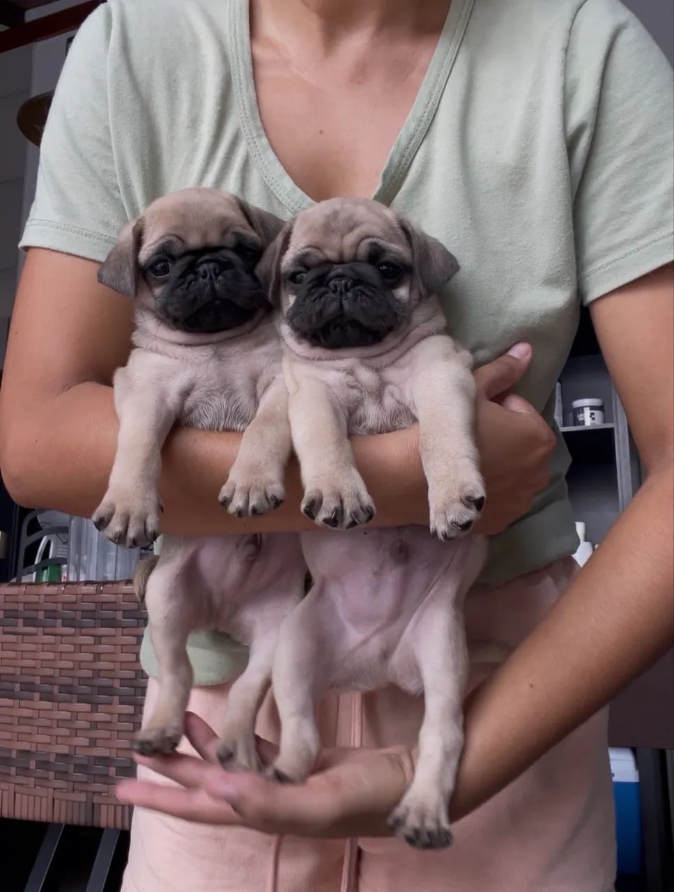 Pug  - Foto 4
