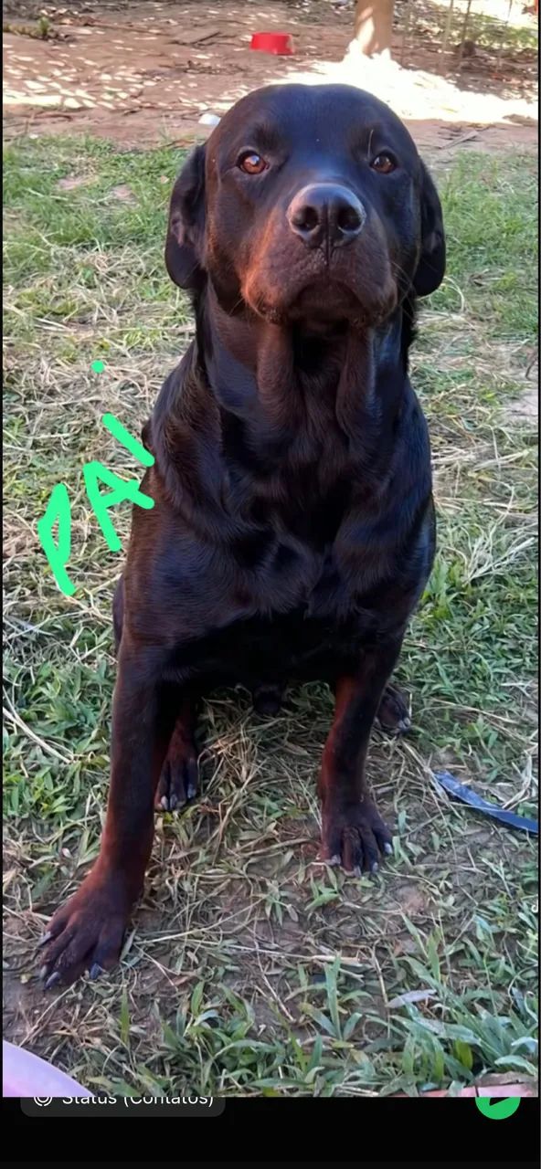 Filhote de rottweiler - Foto 5