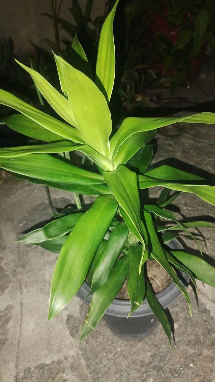 Plantas e Jardinagem  - Foto 2