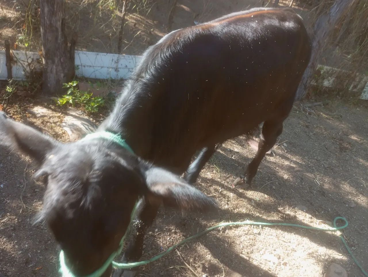 Bezerro  - Foto 5