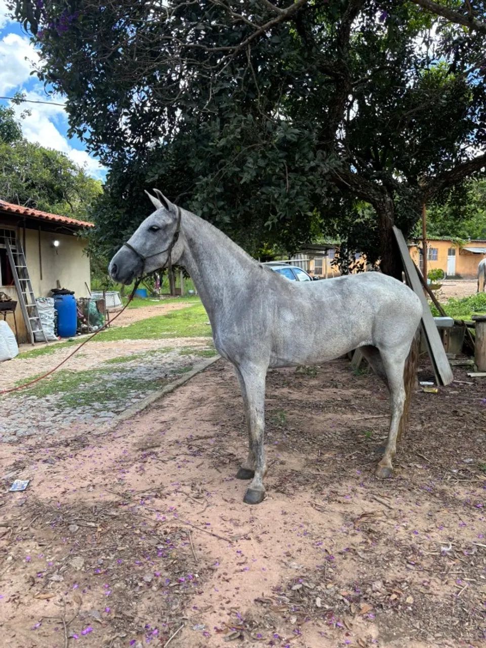 Égua mangalarga marcha picada  - Foto 4