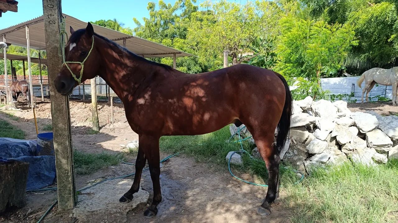 Pra vender ( NEGOCIAVEL O VALOR ) - Foto 4