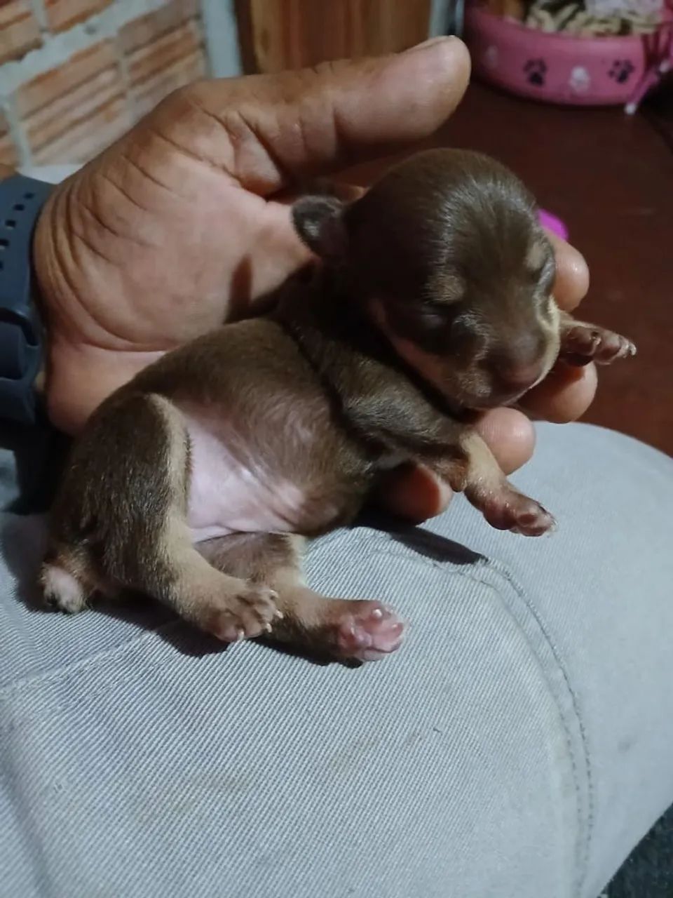 Cachorro de 1500 - Foto 3