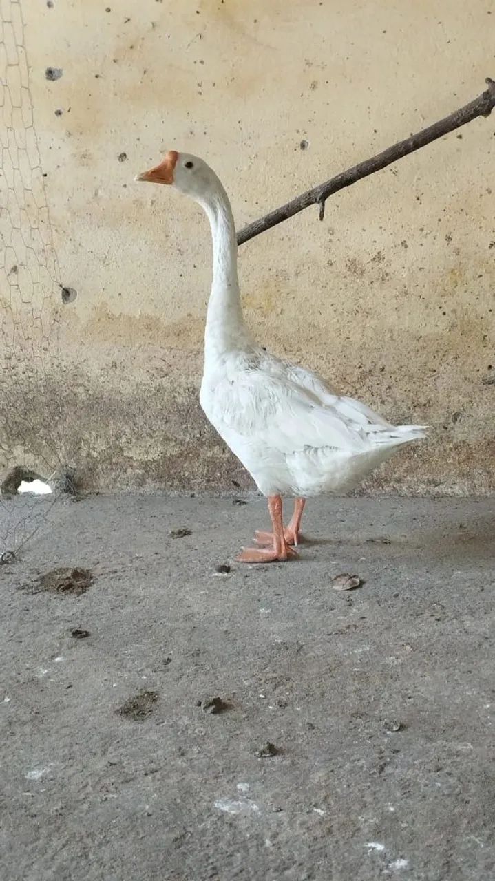 Vendo ganso - Foto 3