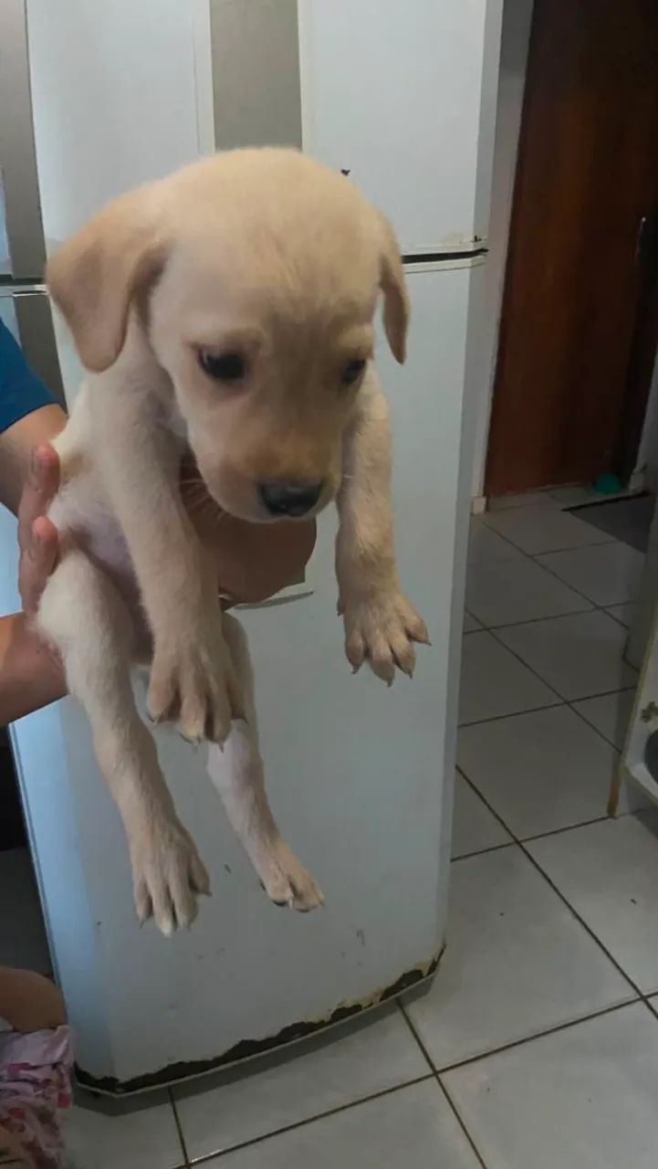 Labrador  - Foto 2