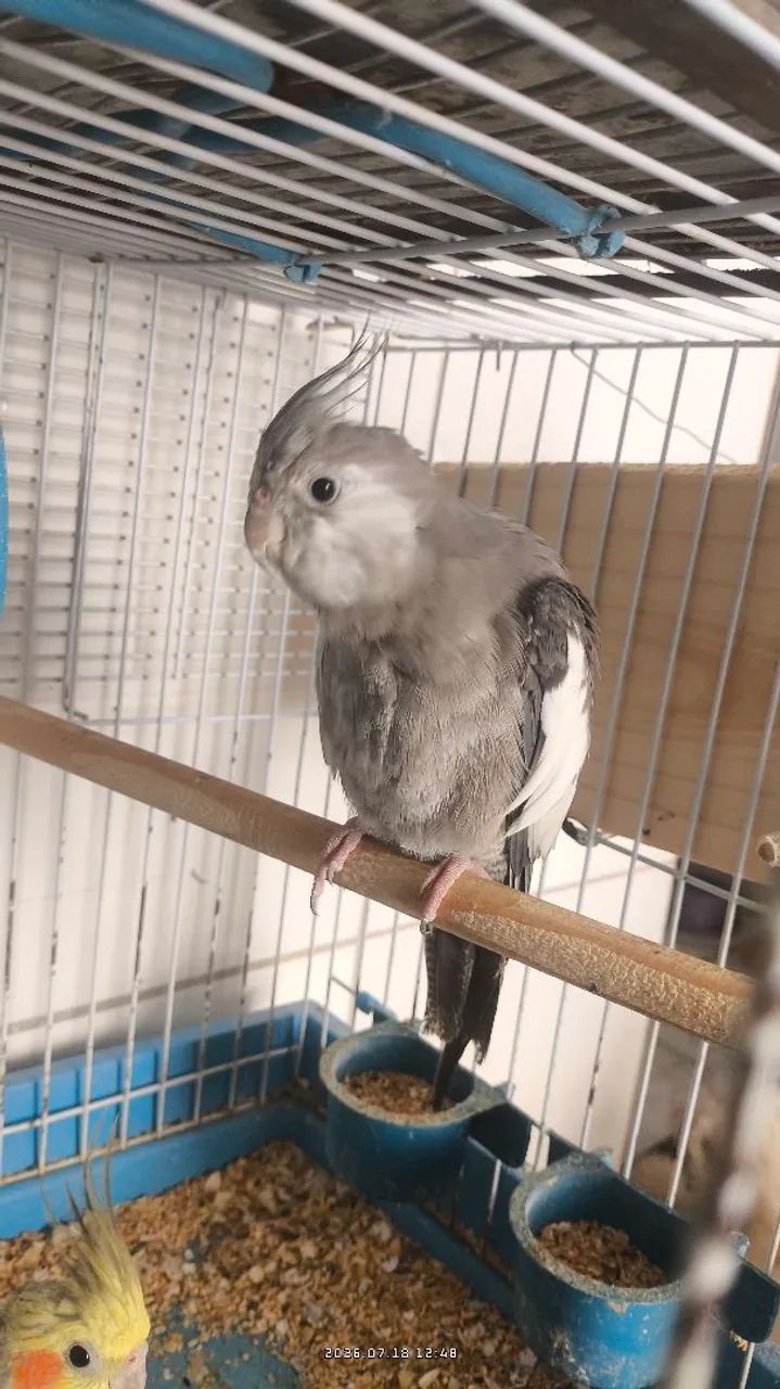 Gaiola