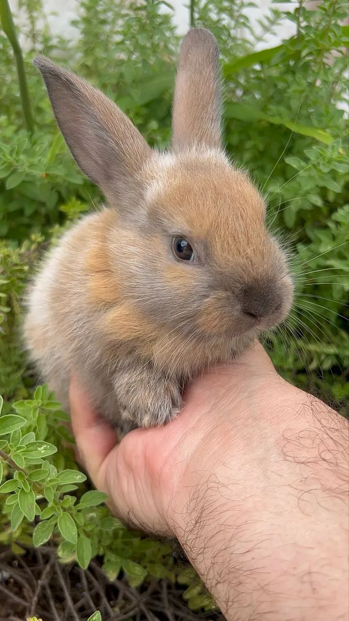 Coelhos  - Foto 2