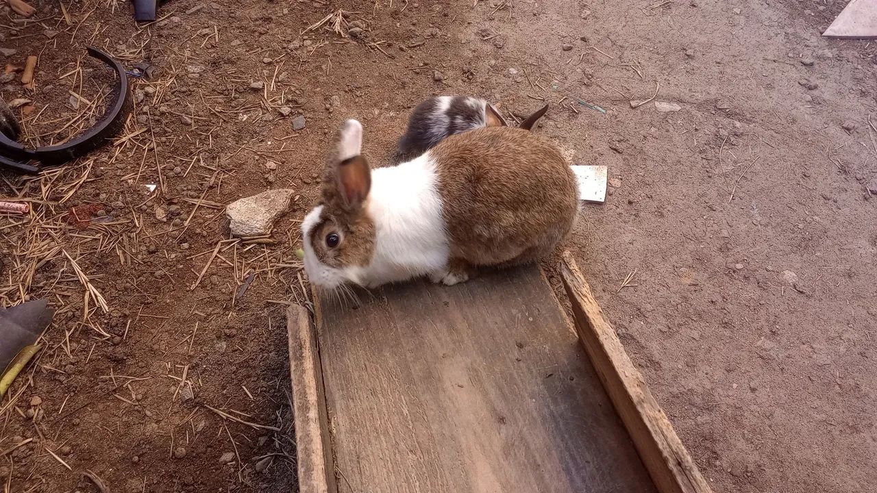 Vende-se coelhos .