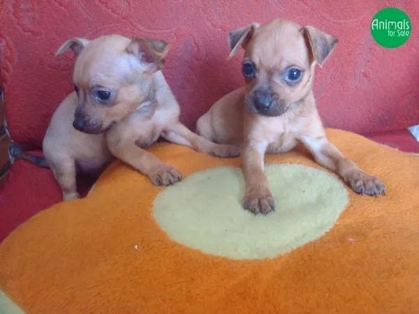 DOAÇÃO PINSCHER
