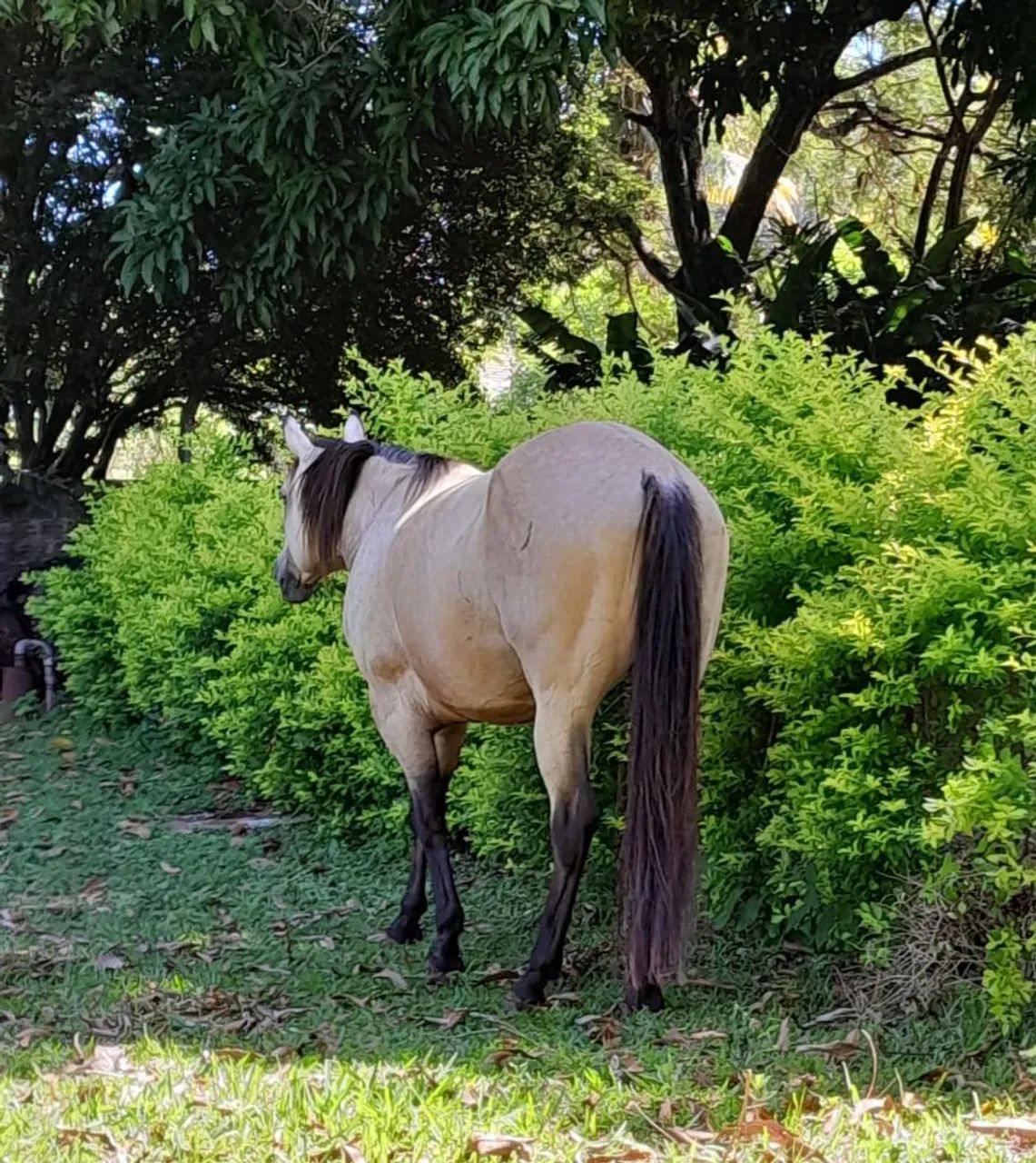 Animais - Foto 2