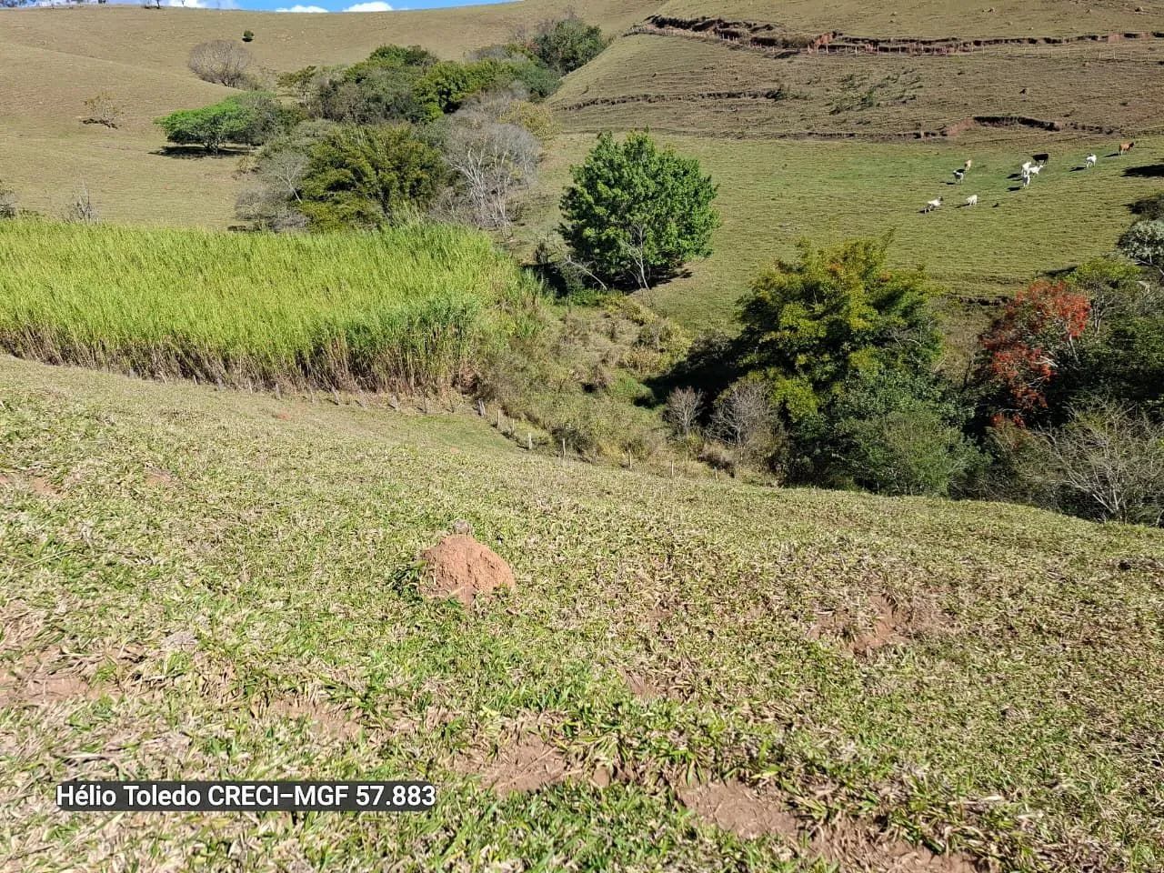 Sítio 19 Hectares Brazópolis-Mg <br> - Foto 4