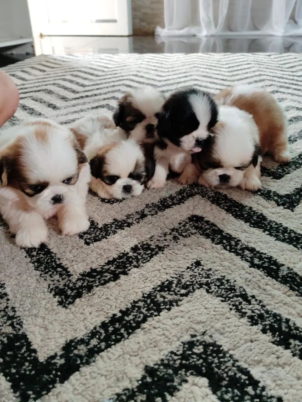 Shih Tzu 
