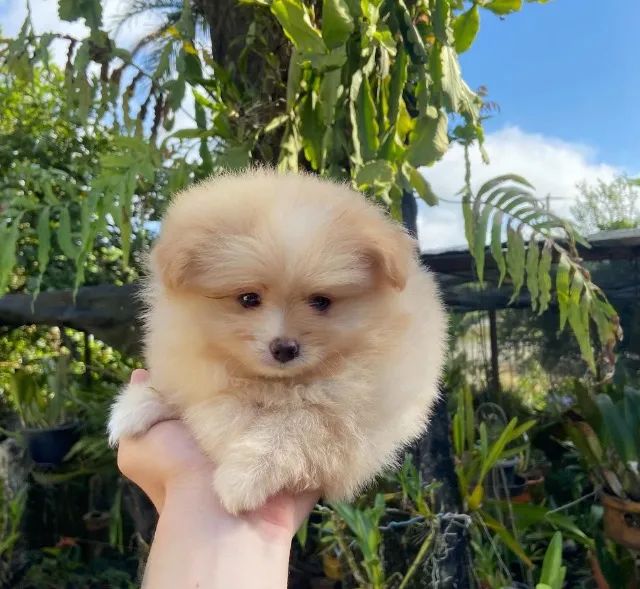 Spitz alemão  - Foto 2