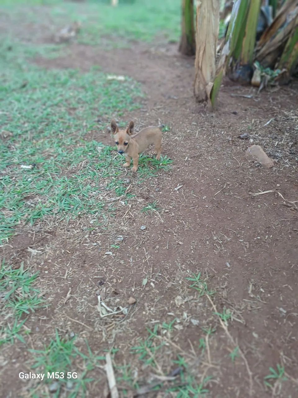 Pinscher macho (Divido no cartão) - Foto 3