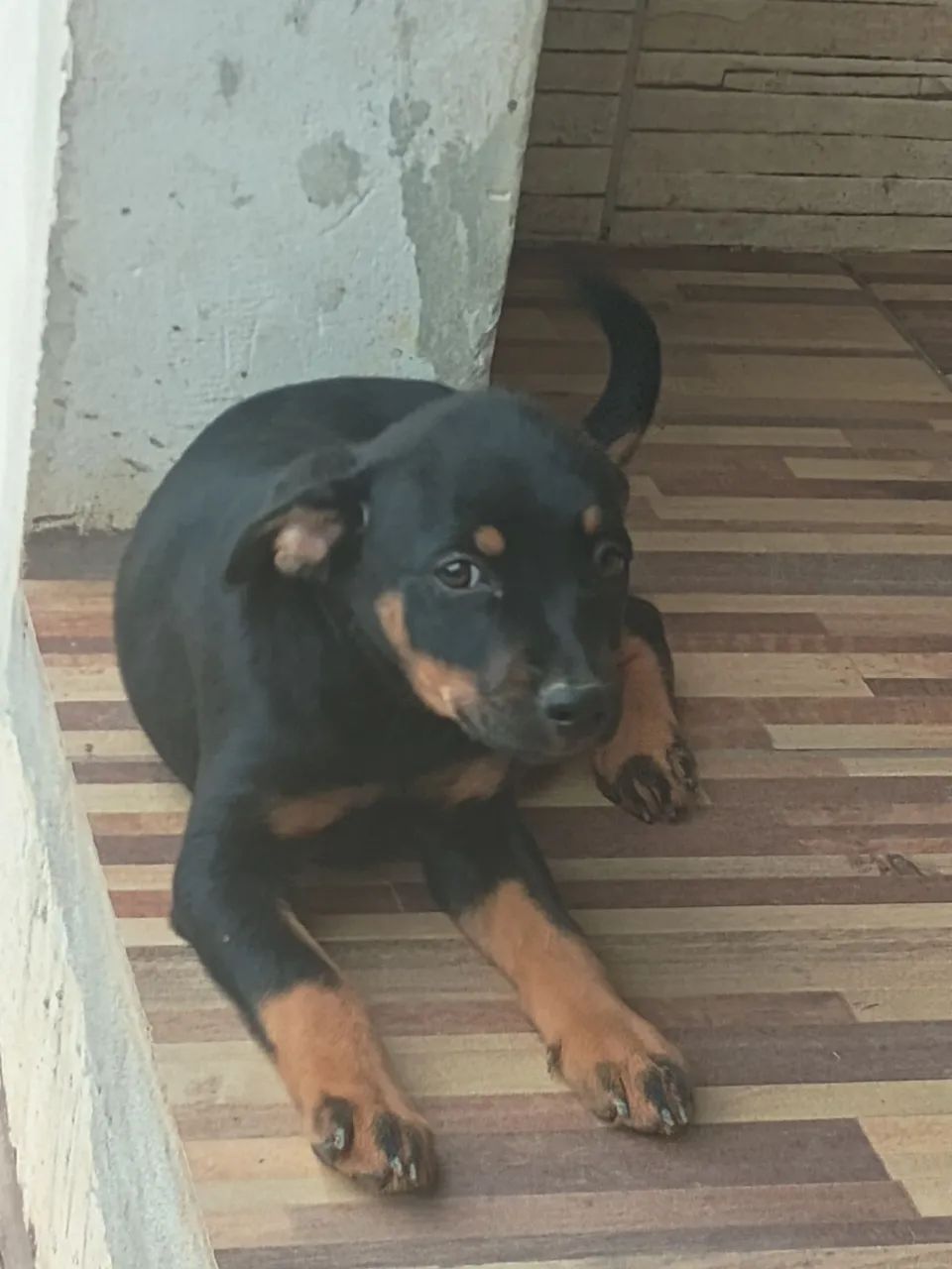 cachorro 