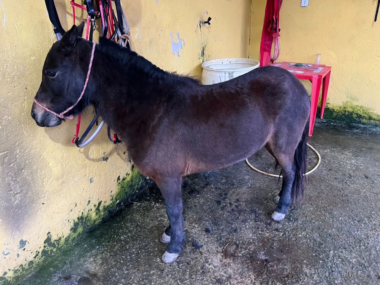 Vendo pônei  - Foto 4