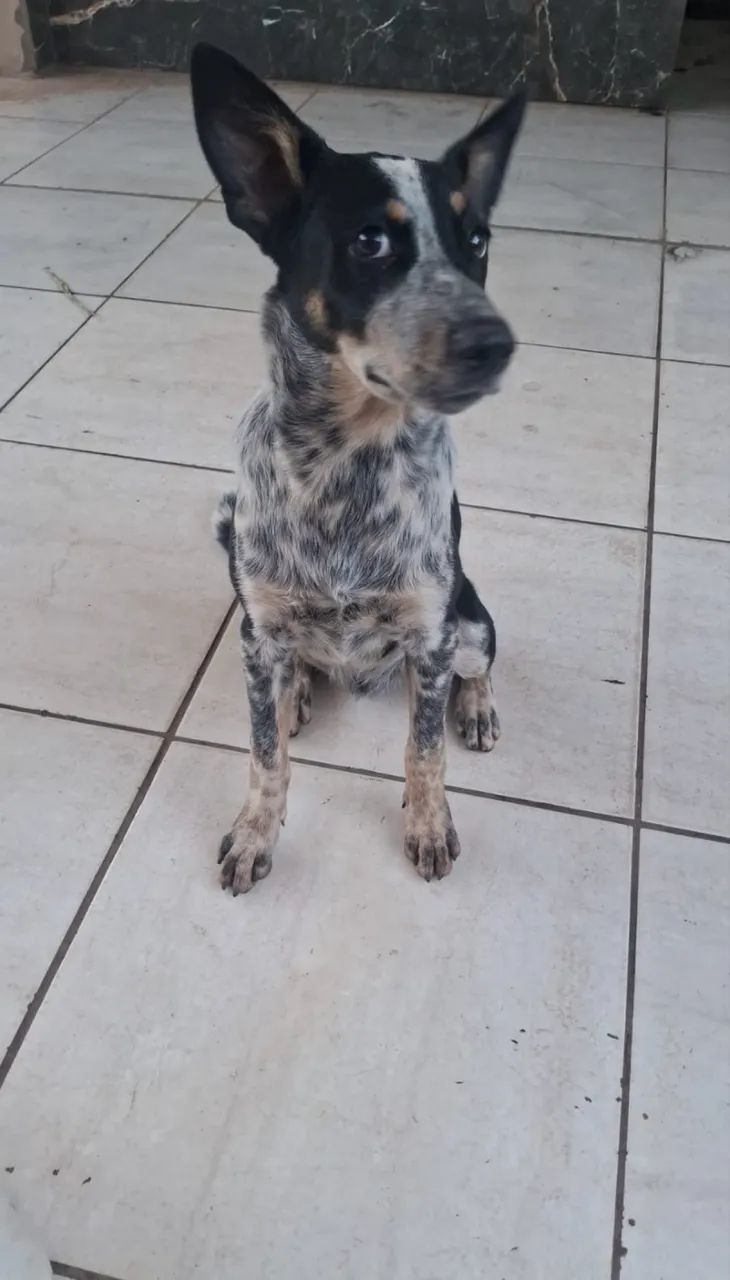 DOAÇÃO DE CACHORRO - Foto 3