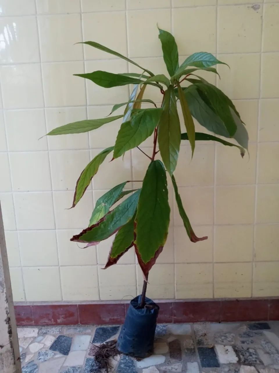 Cupuaçuzeiro (cupuaçu) - vendo mudas 70 a 90 cm