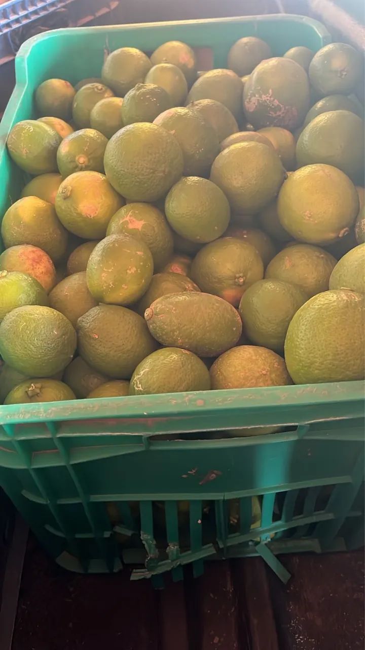 Limão taiti - Foto 2