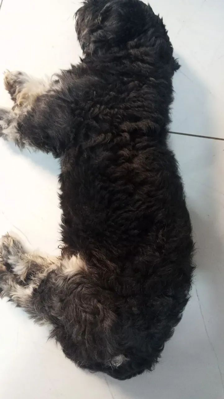Doação responsável  - Foto 2