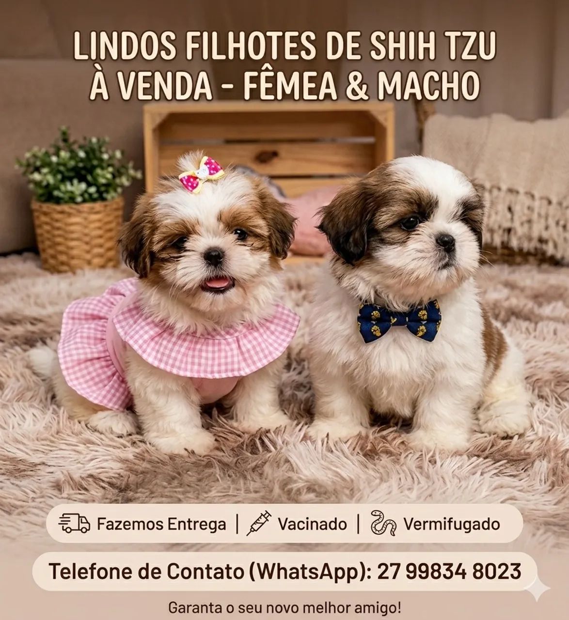Shitzu fêmea 