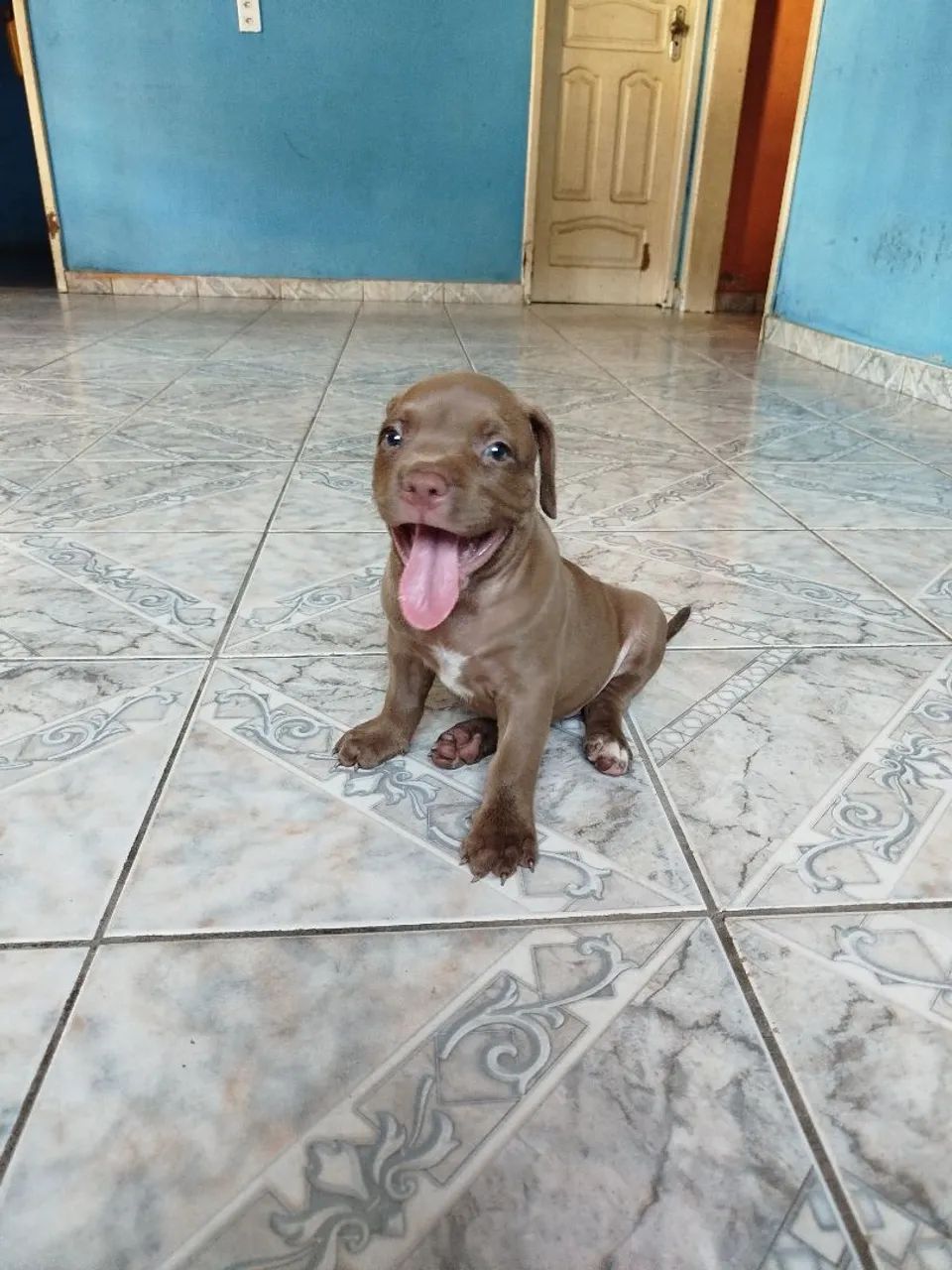Pit Bull  - Foto 4