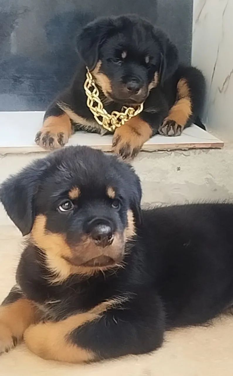 FEMEA ROTTWEILERS - Foto 5