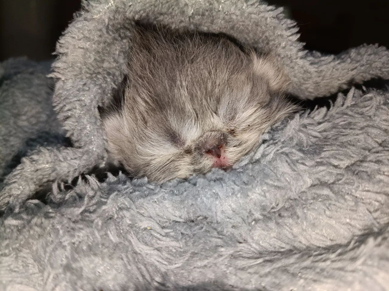 Gato persa - Foto 5