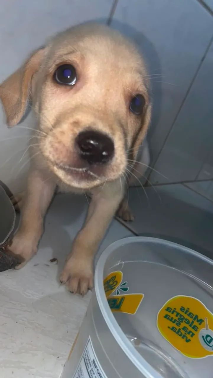 Labrador 