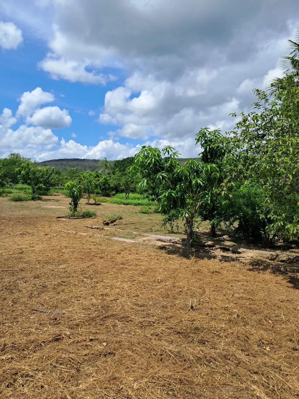 Chácara a venda  - Foto 3