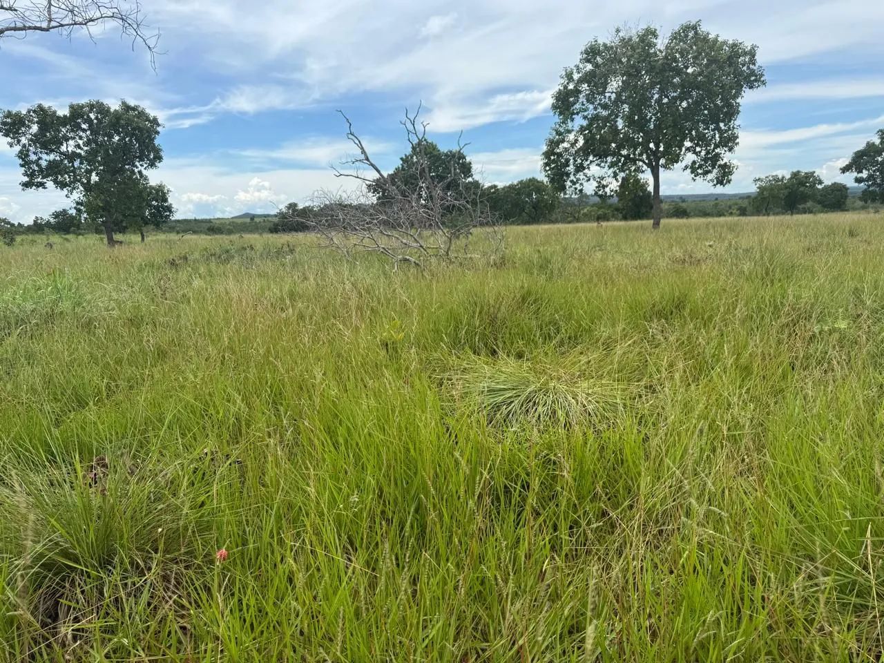 Fazenda - Foto 2
