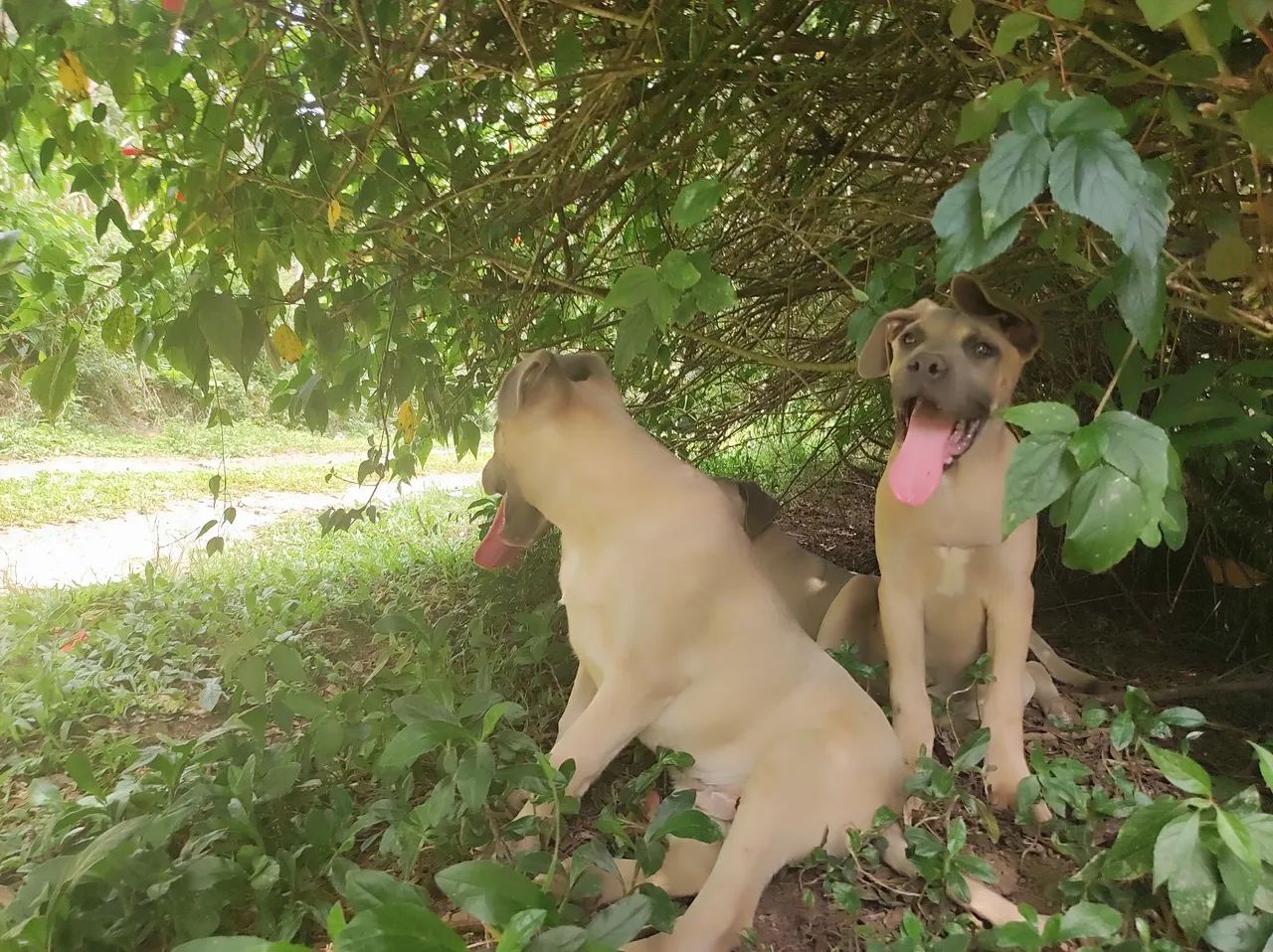Cane Corso macho com pedigree a pronto pra guarda  - Foto 4