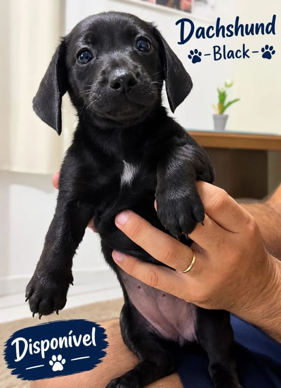 Dachshund - Foto 2