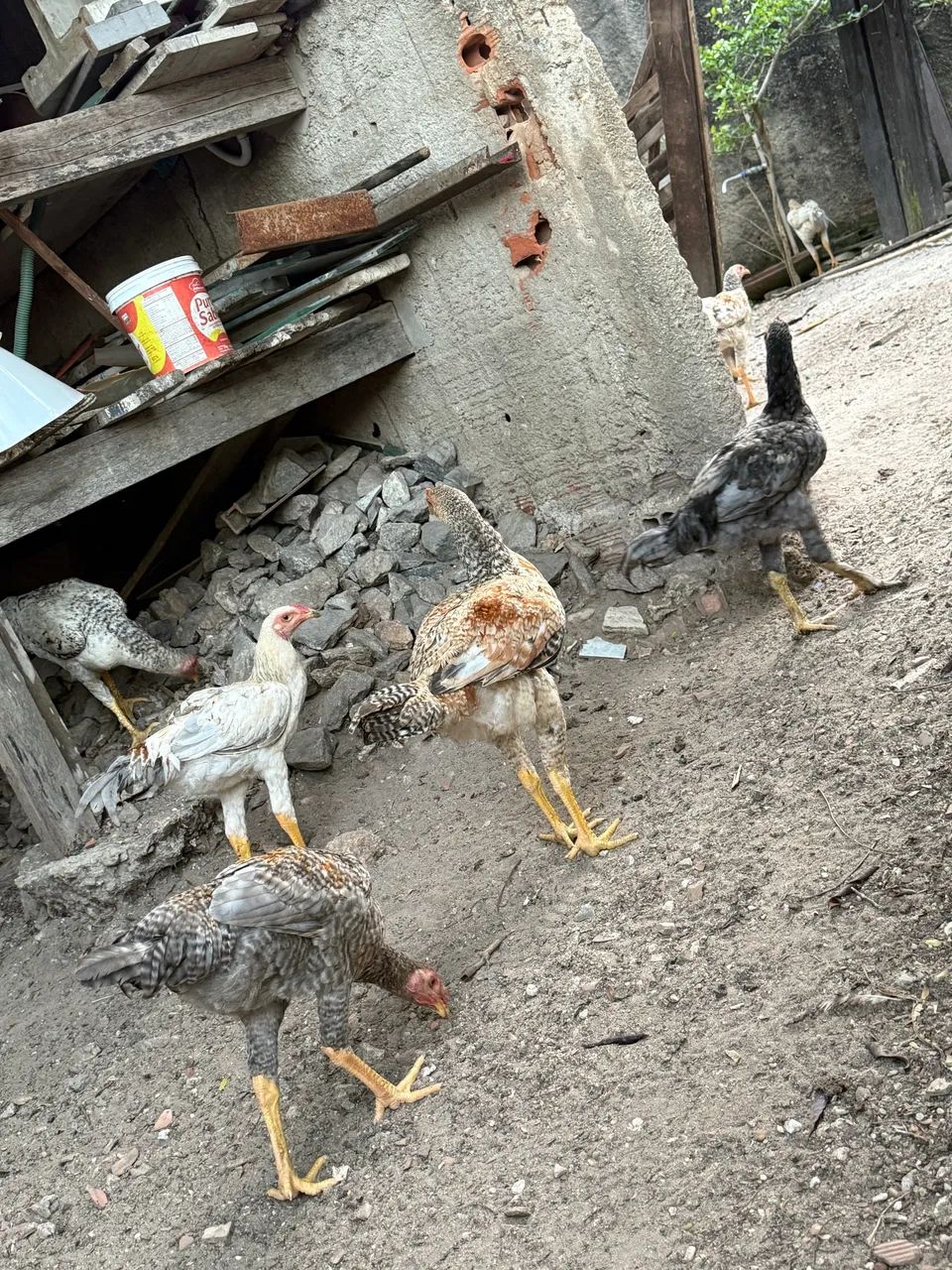 Galinhas e frangos  - Foto 3