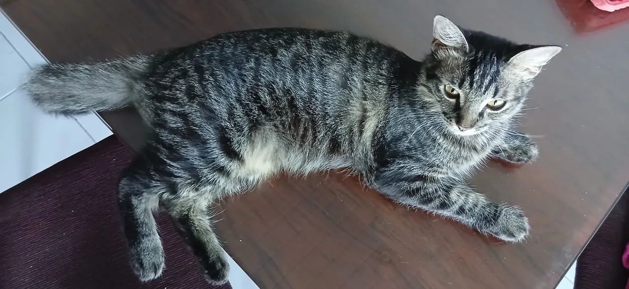 Doa-se animais