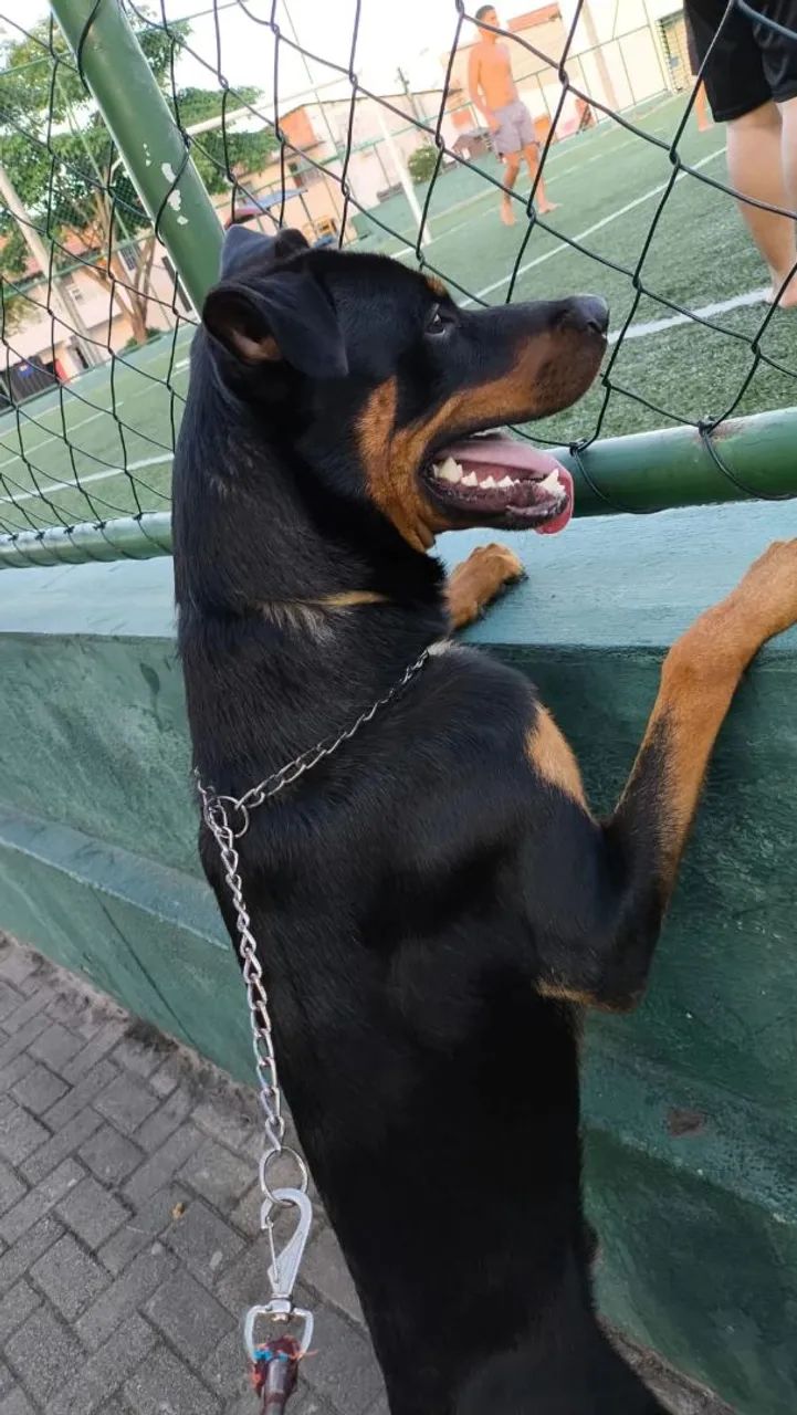 Adoção Responsável  - Foto 2