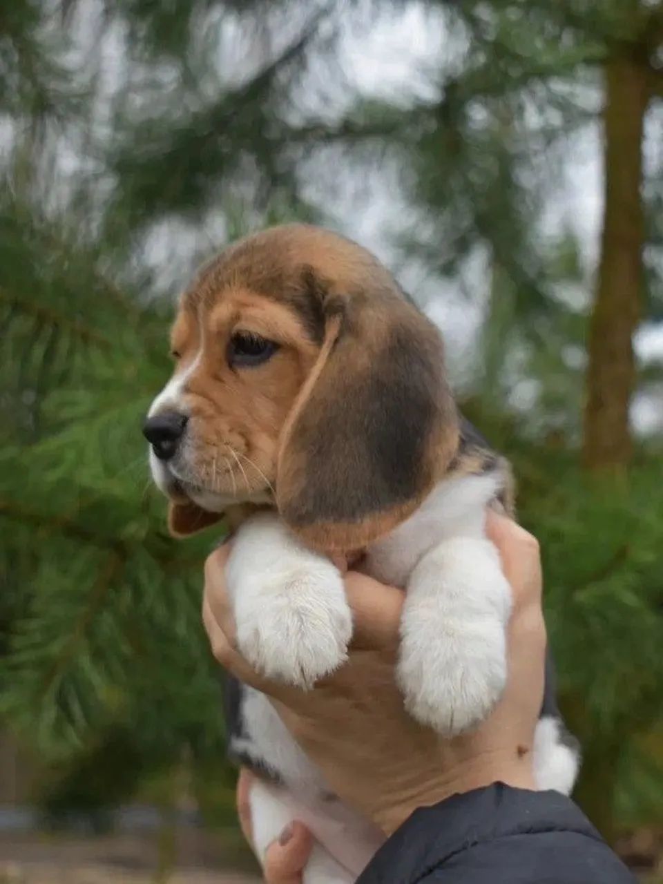 Beagle Vacinados e Disponíveis  - Foto 3