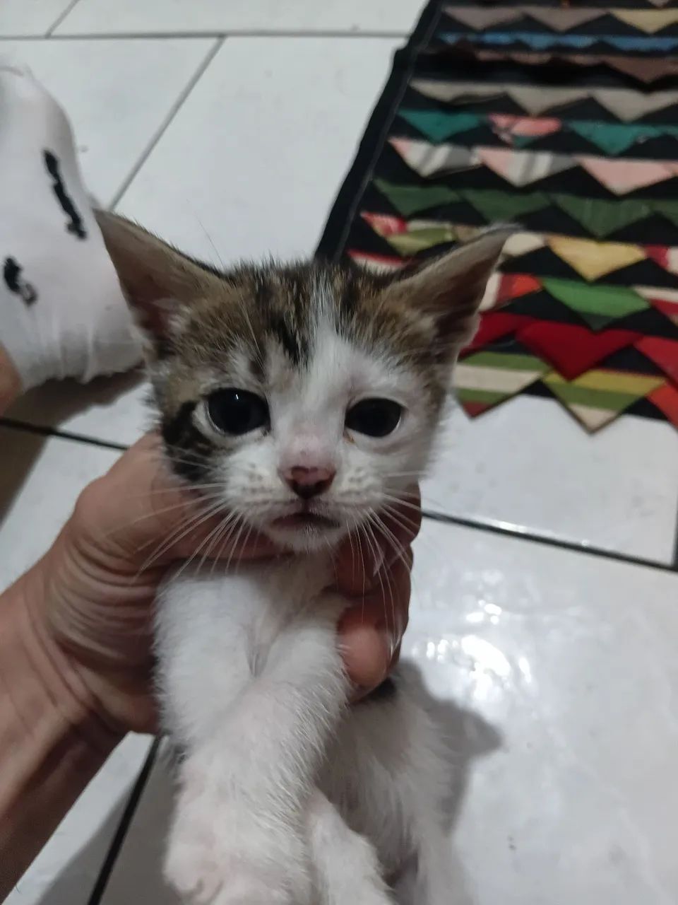 Gatos 