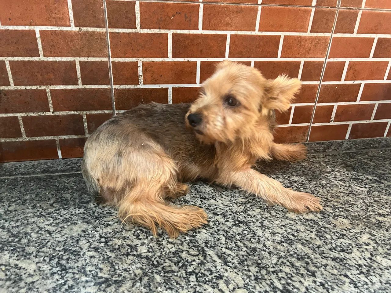 Yorkshire fêmea adulta  - Foto 4