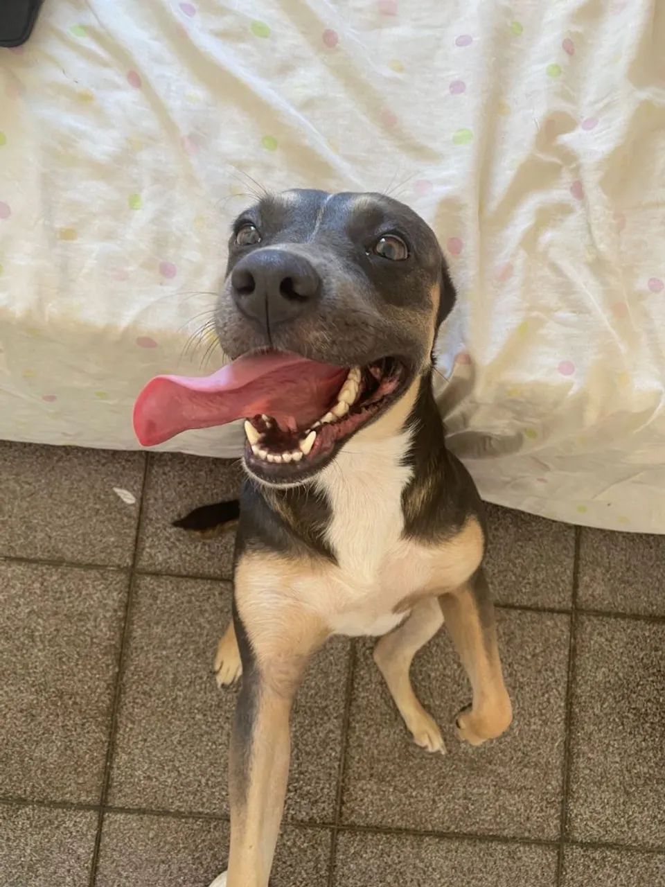 Doação de uma cachorrinha  - Foto 4