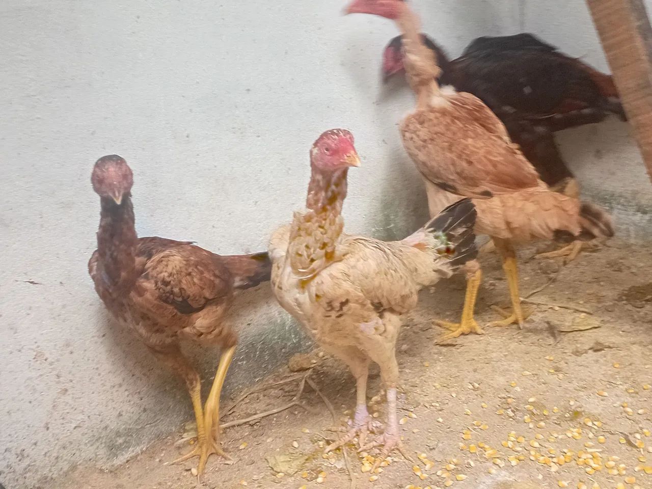 Frango e frangas caipira - Foto 3