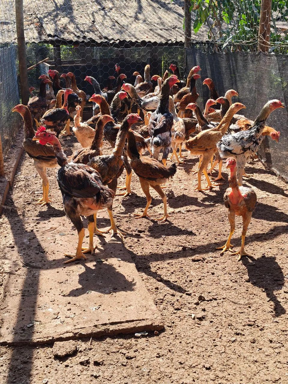 Frango índio gigante  - Foto 5