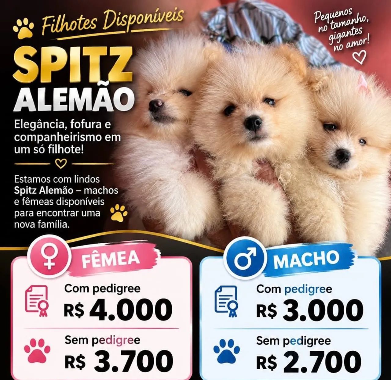 Spitz alemão 
