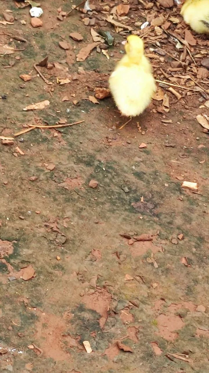 PATINHOS - Foto 2
