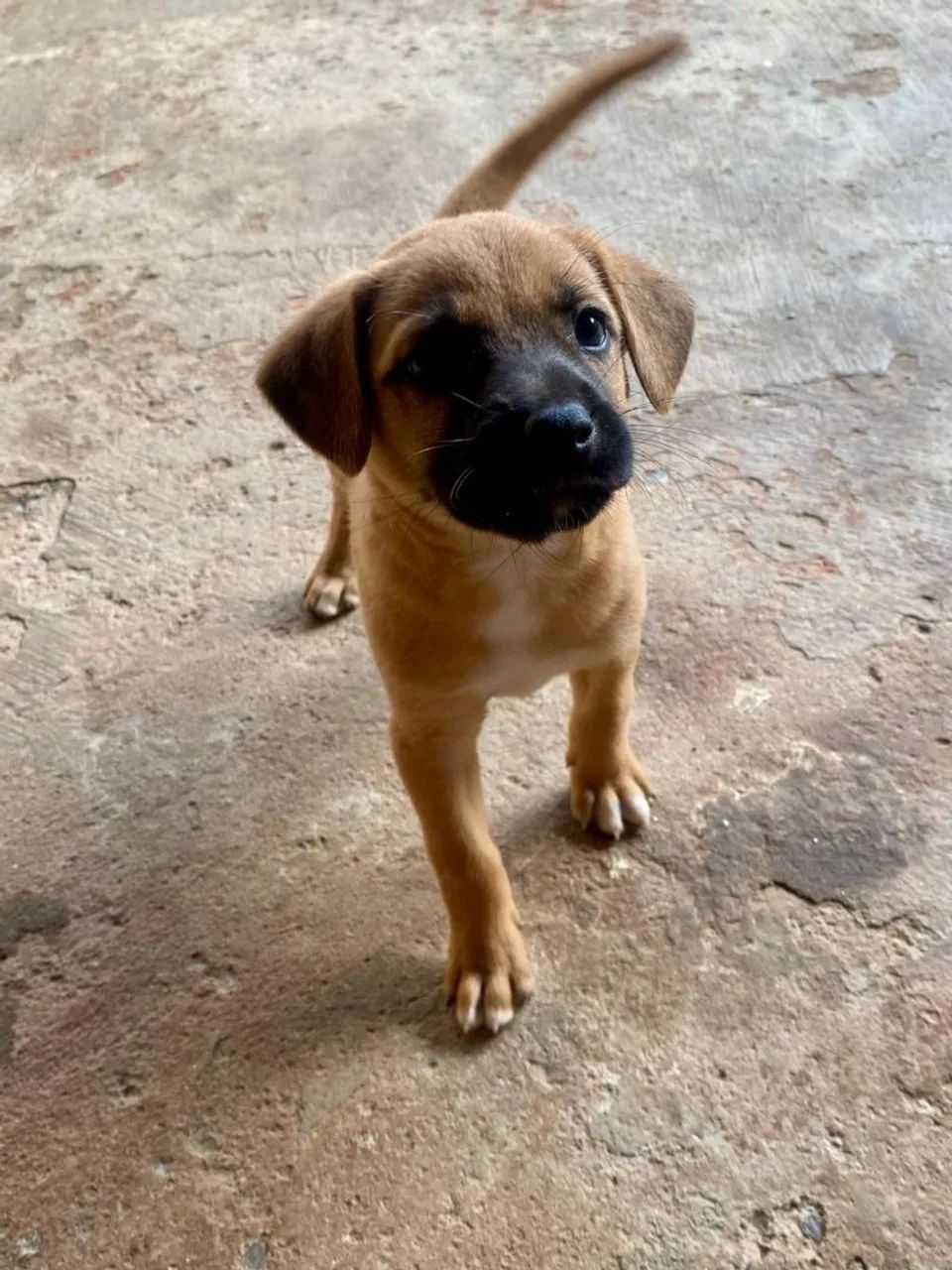 Cachorros para doação 